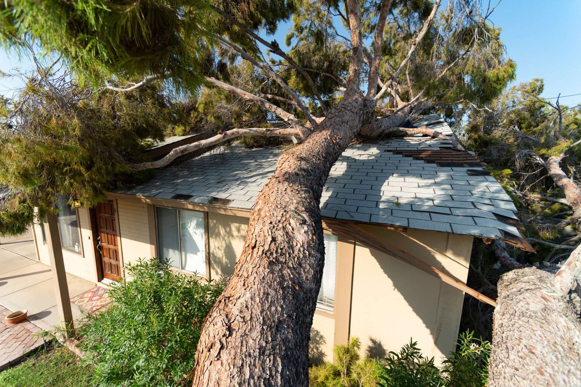 A large pine tree fallen across the roof of a single-storey house, tearing away shingles and trim.